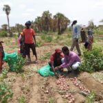Not a burden: Somali refugees transform Dollo Ado into an onion export zone